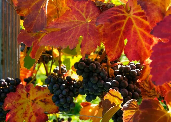 Weinhof Klug-Krainer